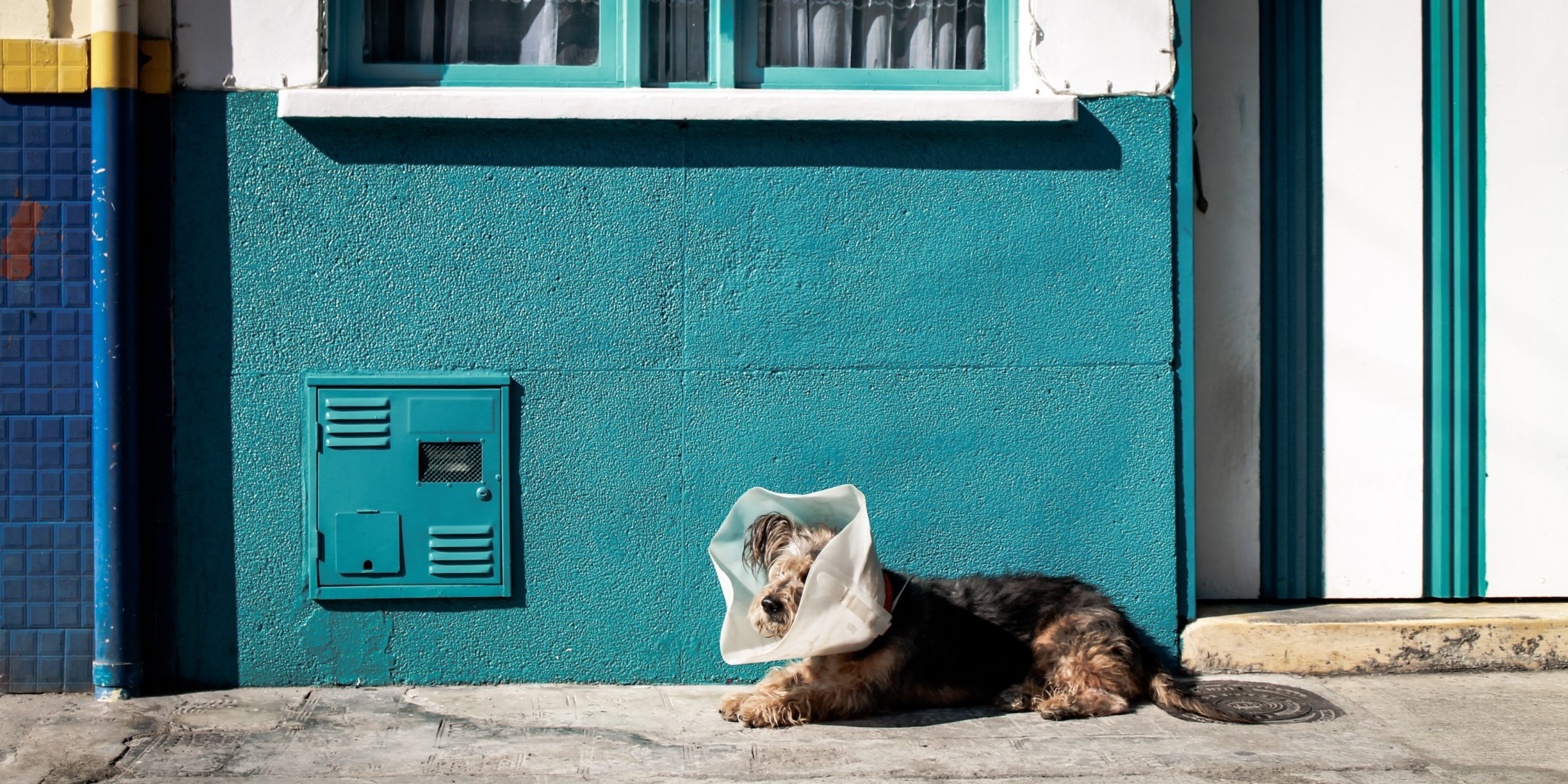 dog wearing a cone of shame against a blue wall