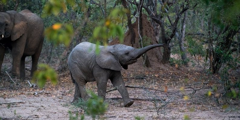 baby elephant playing freely in a forest clearing symbolising change beliefs